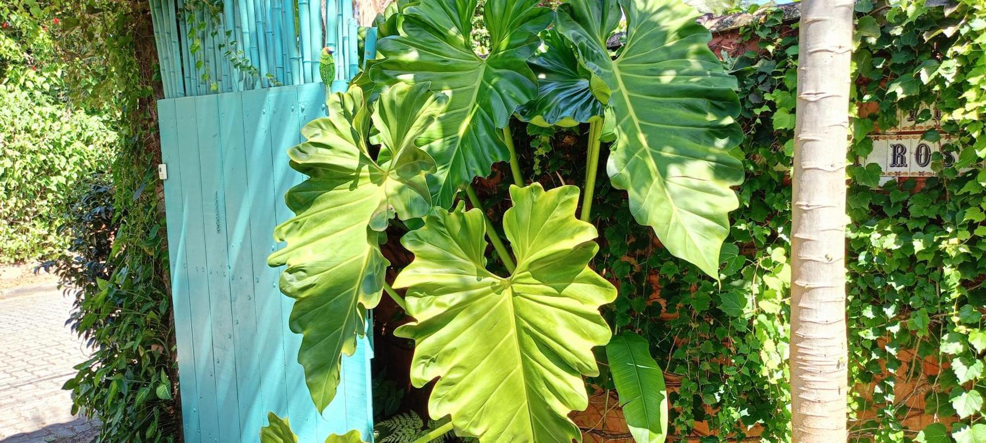 Homestay Santa Rosa Ilhabela